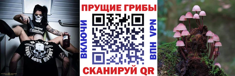 Псилоцибиновые грибы Psilocybe  Купить закладки  Полтавская 